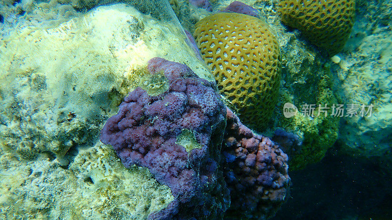 微孔珊瑚或孔珊瑚，驼峰珊瑚(Montipora tuberlosa)海底，红海